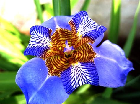 flor de iris